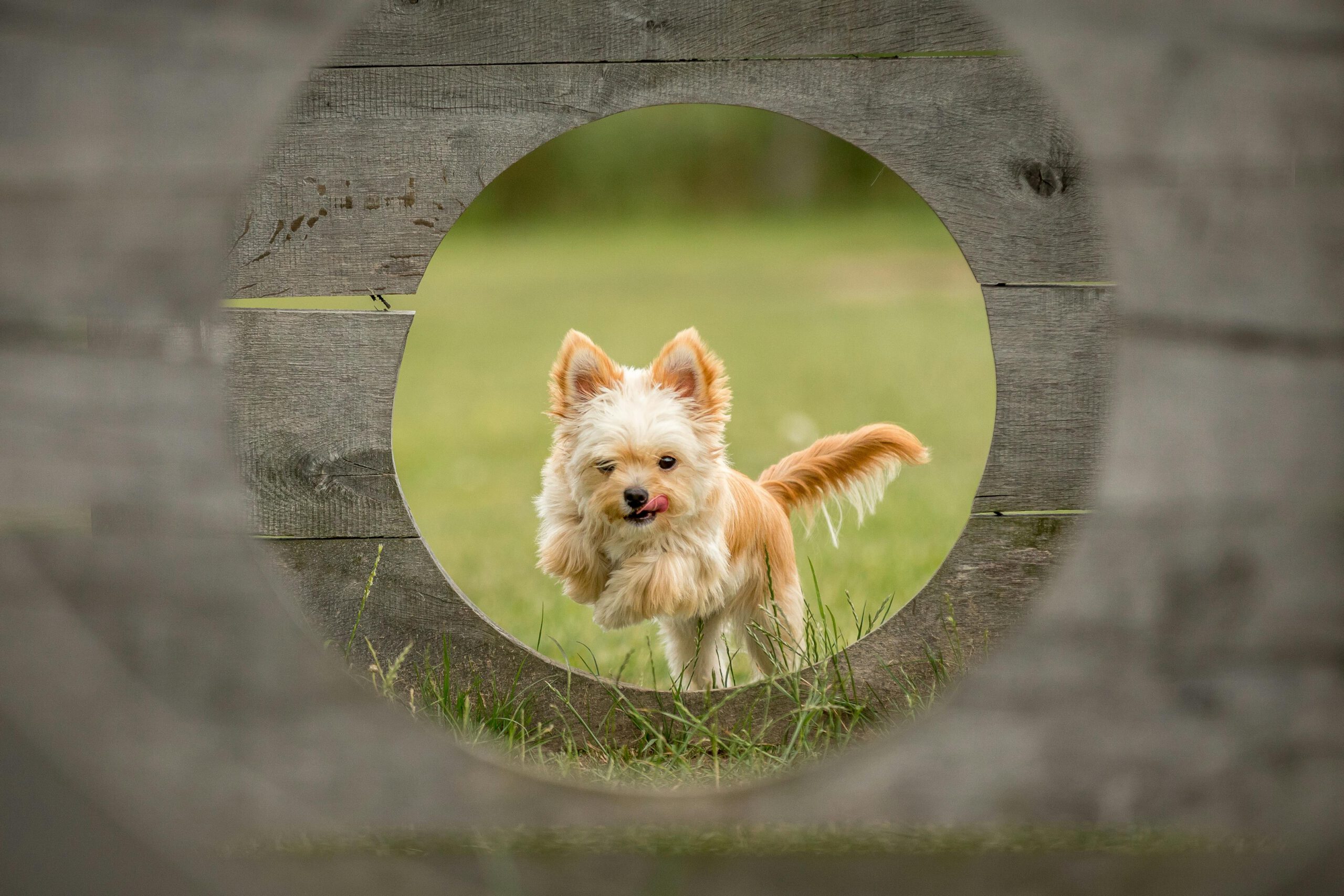 Discover Puppy Love Paradise’s Goldendoodle Puppies